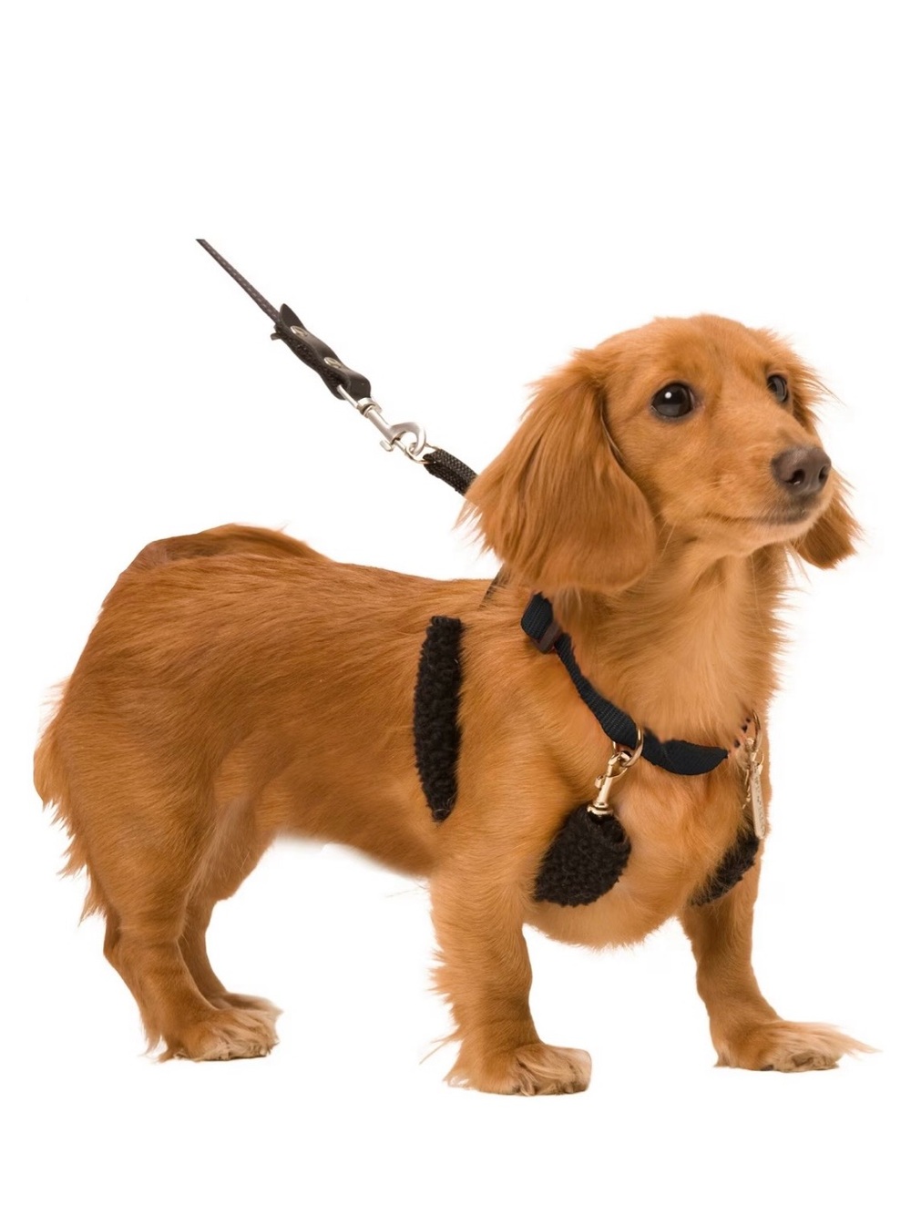 New in package Sporn Original No Pull Training Halter Dog Harness, Black, Small